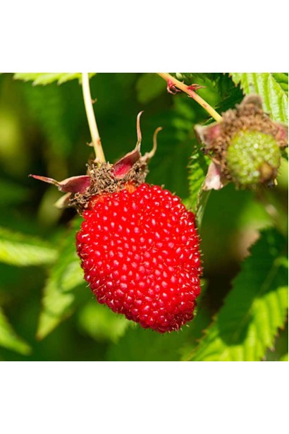 Rubus Illecebrosus Justina
